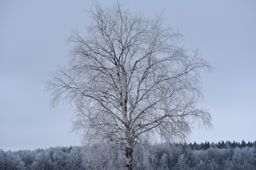 Frosty white birch tree in winter field