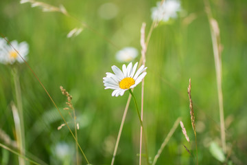 Beautiful Daisy Flowers In Colorful Meadow