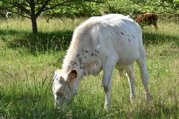 Naklejka na ściany i meble White cow eating grass in green field