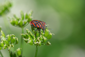 European Striped Shield Bug (Graphosoma italicum) sitting on a flower with green meadow background