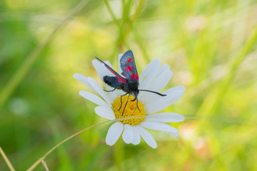 Cinnabar moth (Tyria jacobaeae) sucking nectar on white daisy in green meadow