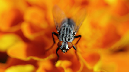 Mosca común sobre flor naranja