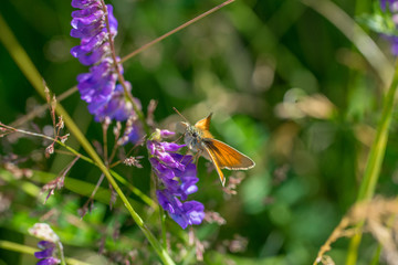 Brown butterfly sitting on a purple flower in colorful meadow