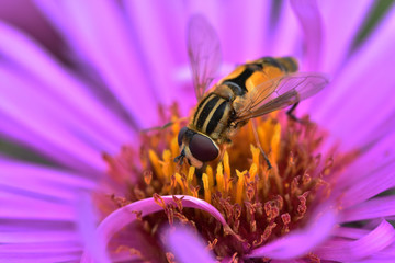 Hoverfly (eupeodes luniger) with big eyes feeding on a beautiful purple flower