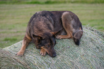 Sad German Shepherd dog sitting on a hay roll