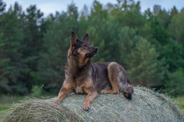 Naklejka premium German Shepherd dog sitting on a hay roll
