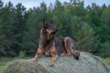German Shepherd dog sitting on a hay roll