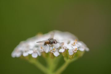 Fly on blossoms of white yarrow green background