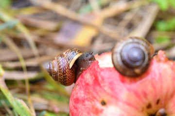 Garden snails eating red apple