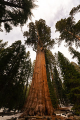 Fototapeta premium Sequoias in Sequoia National Park, California, United States.