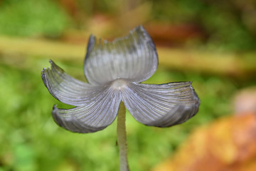 Silver grey mushroom with cap split and bent upwards