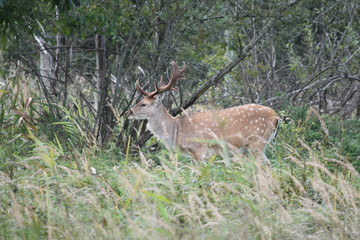 Beautiful male fallow deer standing in green grass
