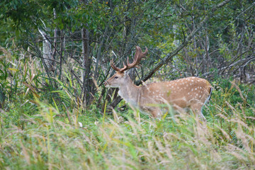 Beautiful male fallow deer standing in green grass