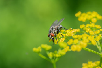 Fly sitting on a yellow dill flower green background