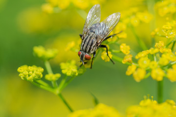 Fly sitting on a yellow dill flower green background