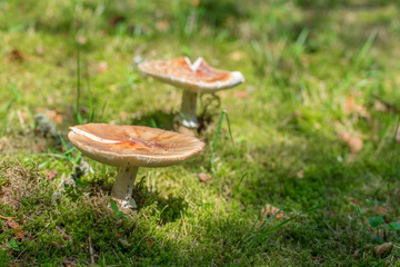 Forest mushrooms in green moss grass at sunny day