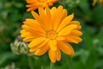 Beautiful orange Pot Marigold, Calendula officinalis flower green background