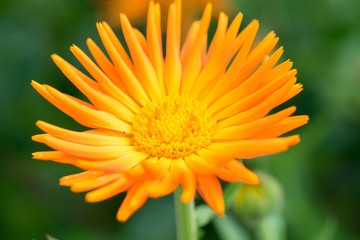 Beautiful orange Pot Marigold, Calendula officinalis flower green background