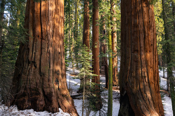 Sequoias in Sequoia National Park, California, United States.