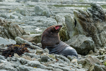 Cute Seal at land rocks New Zealand