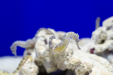 タイガーテールシーホース