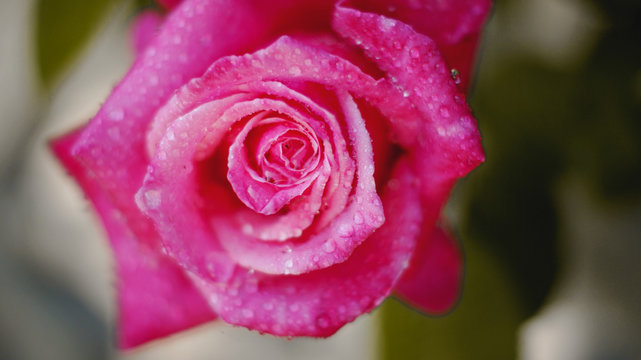 Rosa de color fucsia con gotas de rocio