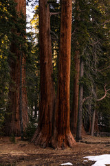 Obraz premium Sequoias in Sequoia National Park, California, United States.