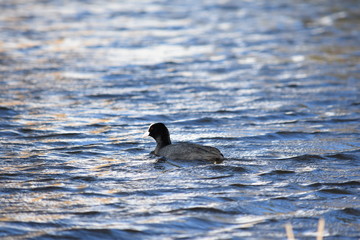 Eurasian coot (Fulica Atra) on water, swimming