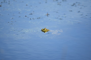 Common frog (Rana temporaria) in water with head out