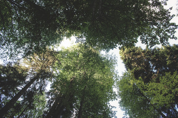 Look up and enjoy the beauty of the relict forest