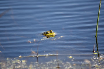 Common frog (Rana temporaria) in water with head out