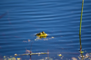 Common frog (Rana temporaria) in water with head out