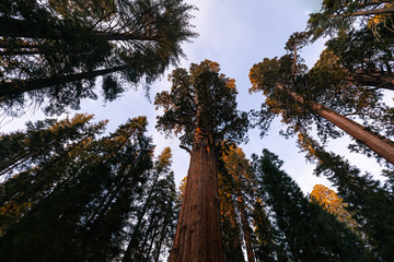 Sequoias in Sequoia National Park, California, United States.