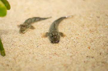 ミナミトビハゼ