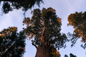 Sequoias in Sequoia National Park, California, United States.