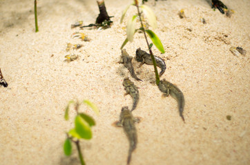 ミナミトビハゼ