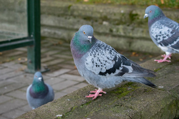 Pigeons sitting on the street