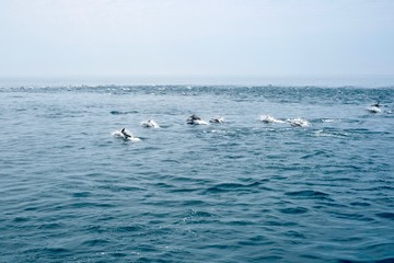 知床半島