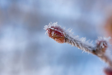 Frosty spring bud covered with frost