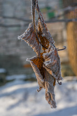 Dry brown leaves covered with frost in winter hanging from the tree. Autumn leaves in the winter.