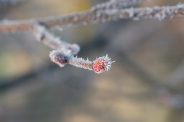 Frosty spring bud covered with frost