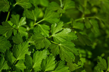 Perejil en su m&aacute;ximo esplendor, de la tierra a la cocina, un lujazo