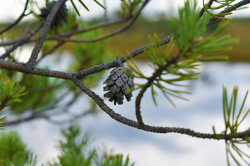 Pine cone on branch with green needles and water background. Swamp nature