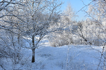 Fototapeta na wymiar Winter landscape. Ground and trees covered with snow. Blue sky.