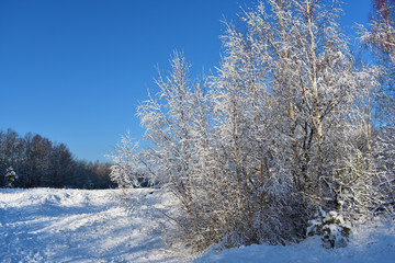 Winter landscape. Ground and trees covered with snow. Blue sky.