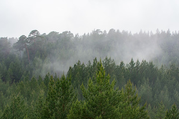 Misty fog over green pine tree forest