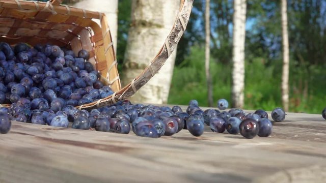 Birch basket full of large blueberries falls on a wooden table and berries roll towards the camera outdoors on a sunny day