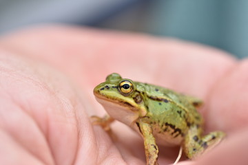 European green tree frog (Hyla arborea) sitting on the palm