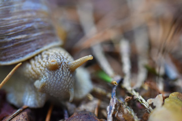 Burgundy snail (Helix pomatia) crawling in forest
