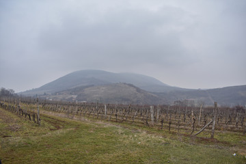 Fototapeta na wymiar Misty vineyard grape plantation in mountains at spring before season in Eger, Hungary.